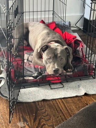 Photo of Mister Buddy, adoptable dog in Atlanta, Georgia