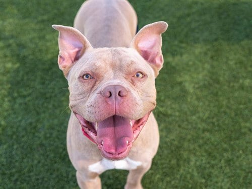 Photo of Blue, adoptable American Staffordshire Terrier in Martinez, California