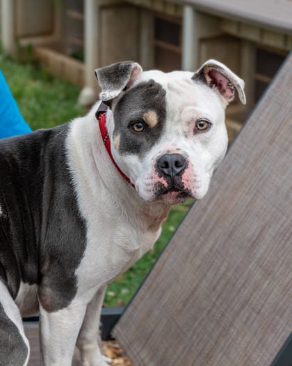 Photo of Day-IN FOSTER, adoptable dog in Chamblee, Georgia