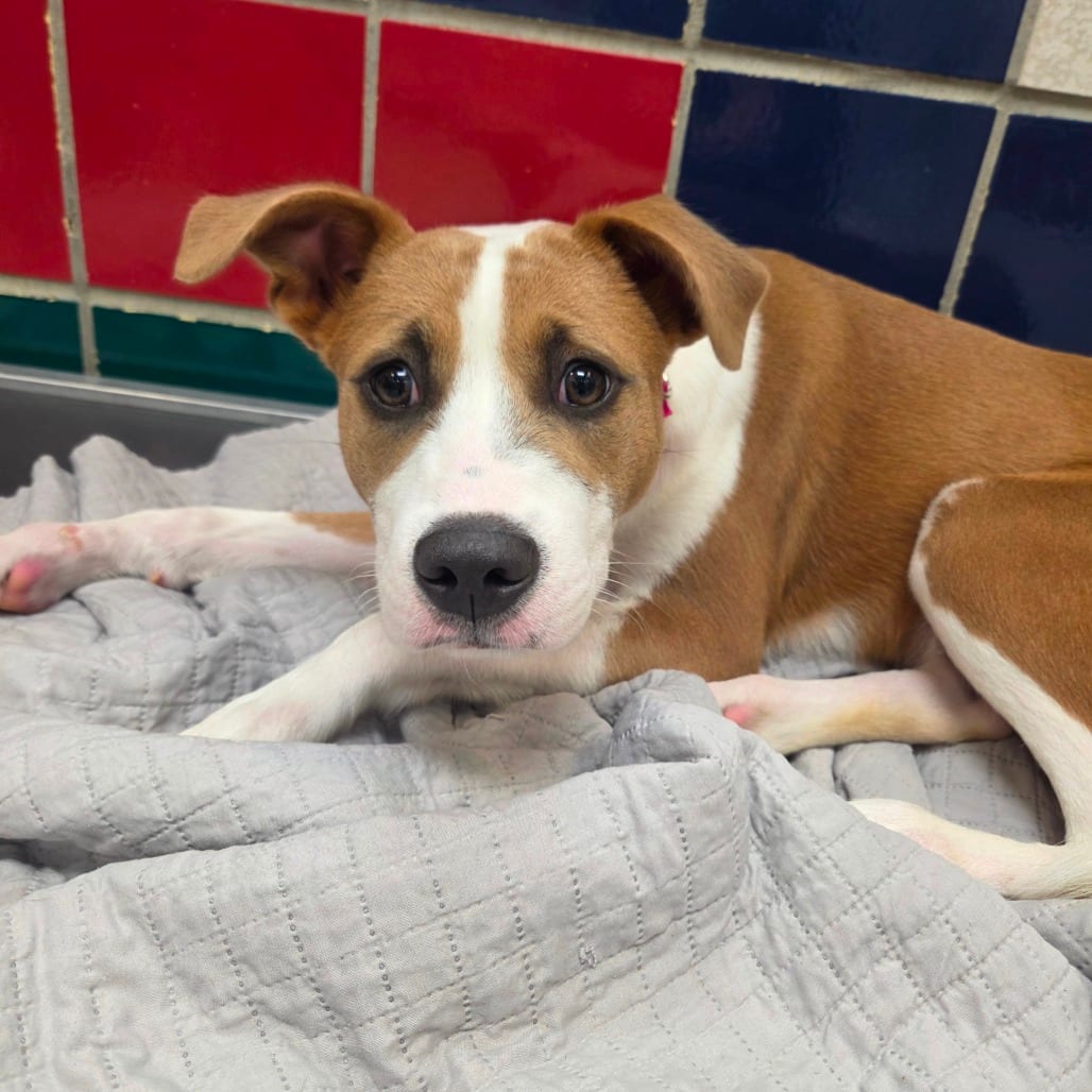 Photo of Lila, adoptable Bulldog / Black Mouth Cur in Houston, Texas