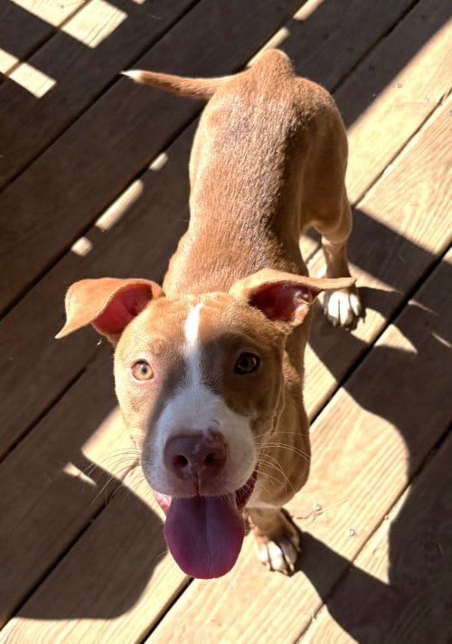 Photo of Apricot Jam, adoptable American Pit Bull Terrier in Wetumpka, Alabama