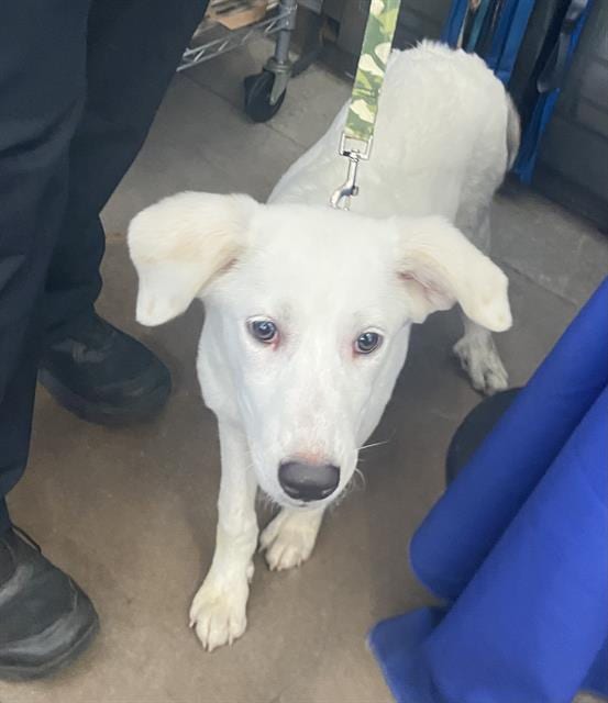 Photo of Tsuki, adoptable Mixed Breed