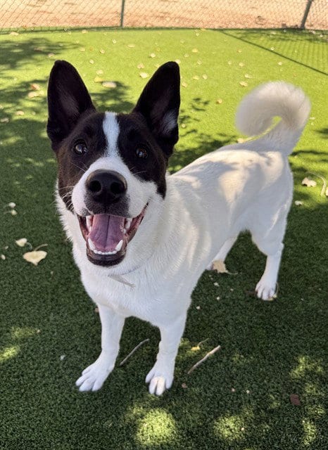 Photo of Kenzo, adoptable Akita in Castaic, California