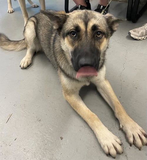 Photo of Amalia, adoptable German Shepherd Dog in Waco, Texas