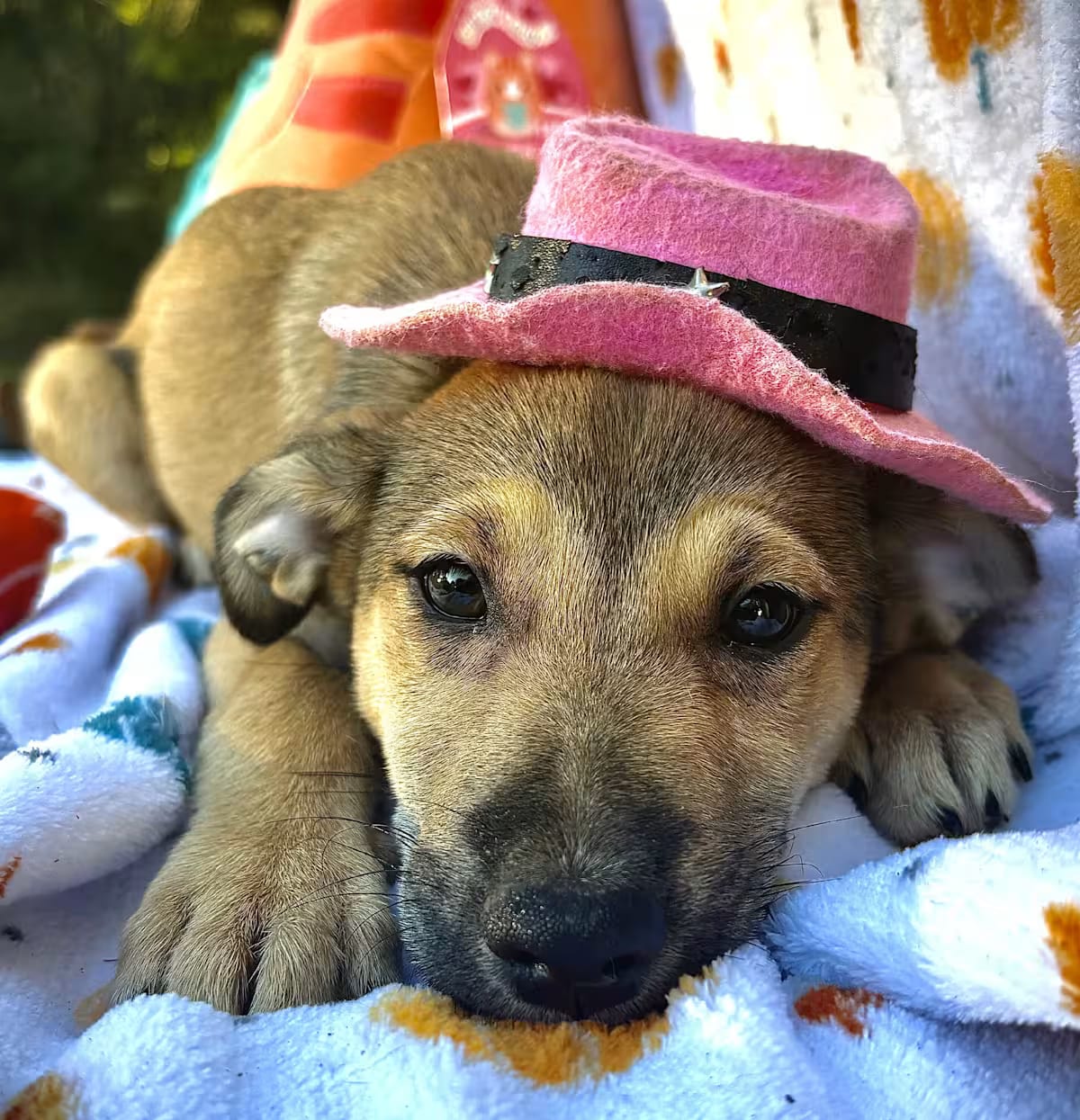 Photo of Brownie, adoptable Mountain Cur/Husky in Johnston, Rhode Island