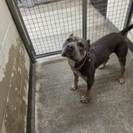 Photo of Achilles, adoptable Pit Bull Terrier in Los Angeles, California