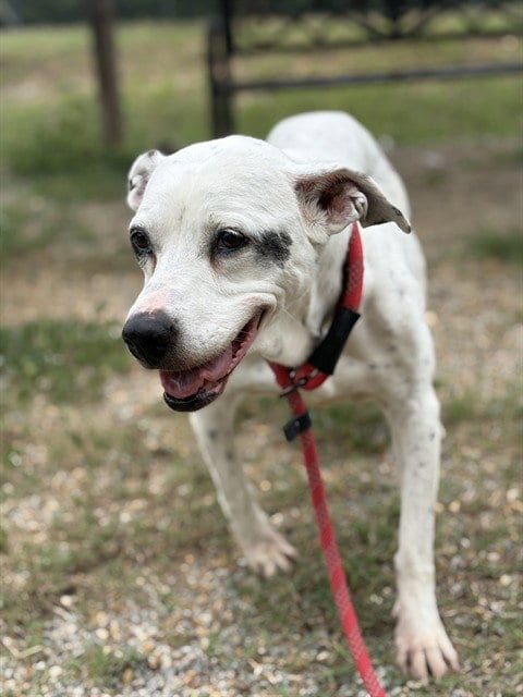 Photo of Hope, adoptable Pit Bull Terrier in Augusta, Georgia