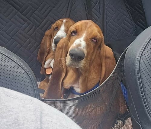 Photo of Maggie and Willow, adoptable Basset Hound in Brookville, Ohio