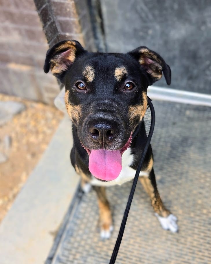 Photo of Rudy, adoptable Mixed Breed in Douglasville, Georgia