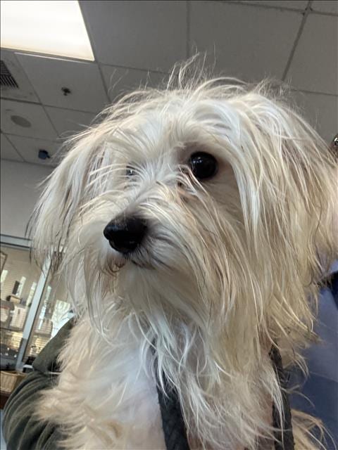 Photo of Oso, adoptable Yorkshire Terrier Yorkie in Los Angeles, California