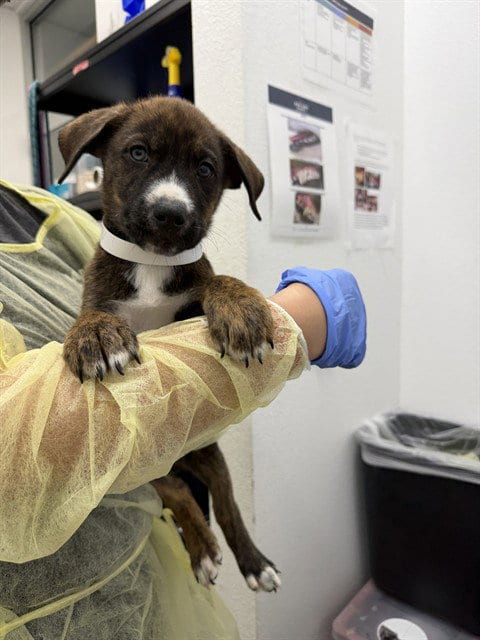 Photo of Beckham, adoptable Dutch Shepherd in Mesa, Arizona