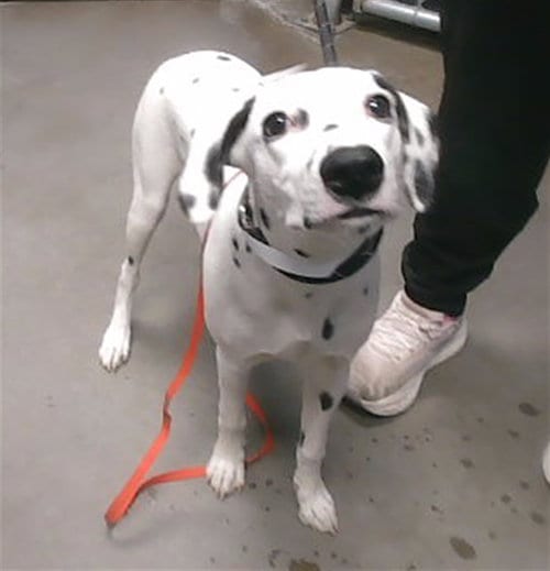Photo of Cyprus, adoptable Dalmatian in Phoenix, Arizona