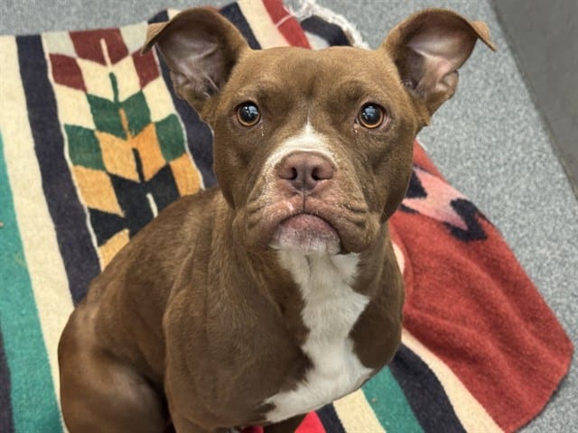 Photo of Disney, adoptable Mixed Breed