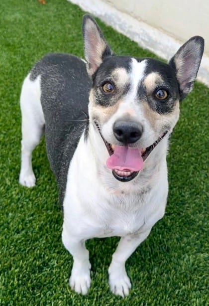 Photo of Champ, adoptable dog in Bakersfield, California