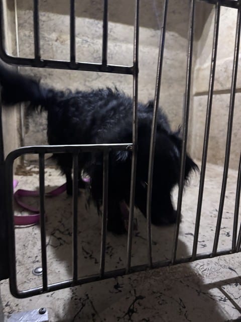 Photo of Senior Spaniel mix, adoptable Spaniel mix in Oklahoma City, Oklahoma