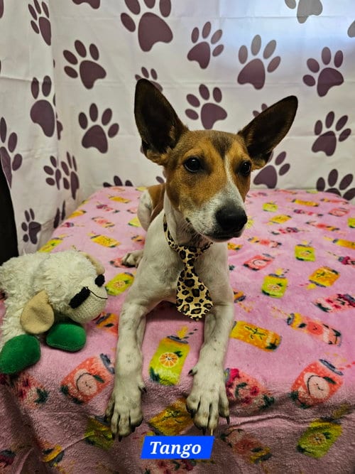 Photo of Tango, adoptable Rat Terrier in Metairie, Louisiana