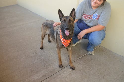 Photo of Buffy, adoptable Belgian Shepherd Malinois in McKinney, Texas