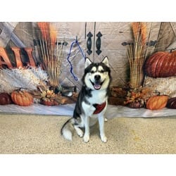 Photo of Aries, adoptable Husky in Doral, Florida