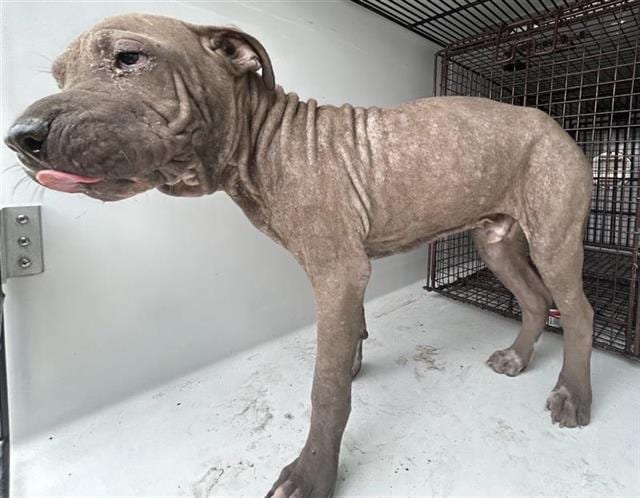 Photo of Senior Presa Canario mix, adoptable Presa Canario mix in Houston, Texas