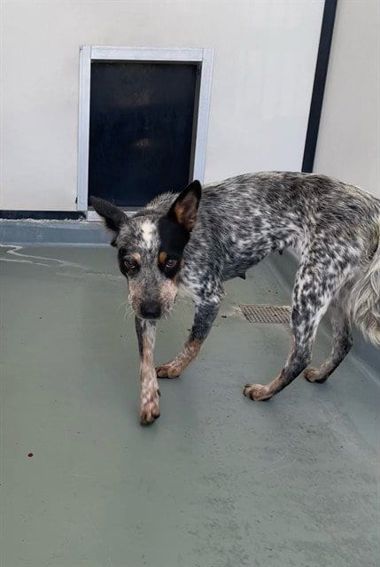 Photo of Bluey, adoptable Queensland Heeler in Riverside, California