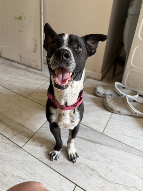 Photo of Buddy/Yamil, adoptable Boxer in Virginia Beach, Virginia