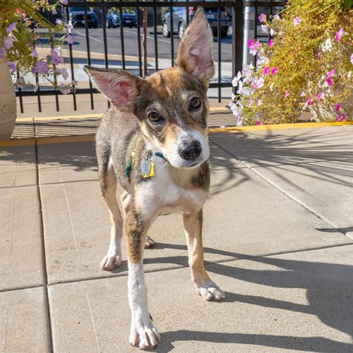 Photo of Bruce, adoptable Australian Cattle Dog/Blue Heeler in St Louis, Missouri