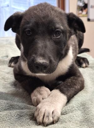 Photo of Roady, adoptable Pit Bull Terrier in Savannah, Missouri