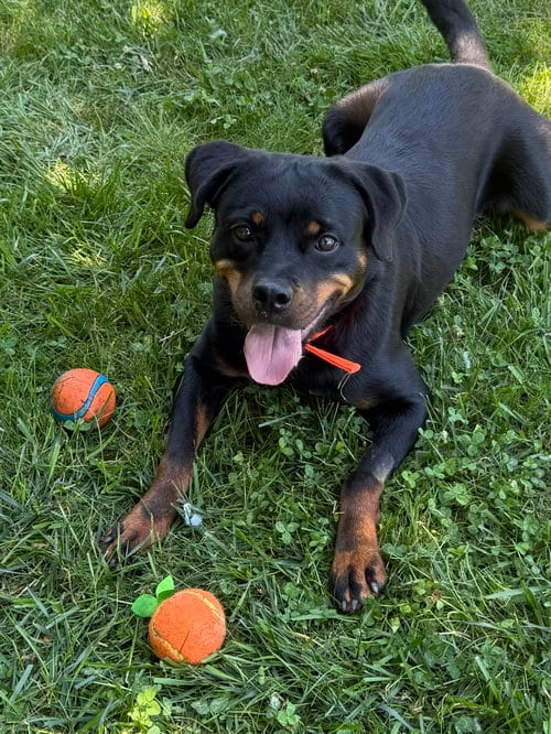 Photo of Kat, adoptable Rottweiler in Mooresville, North Carolina
