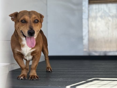 Photo of Argos, adoptable Chihuahua in San Bernardino, California