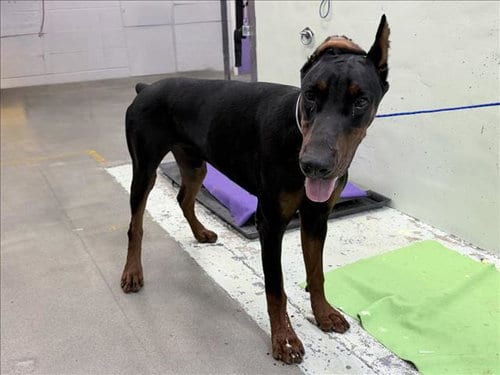 Photo of Kodak, adoptable Doberman Pinscher in Houston, Texas