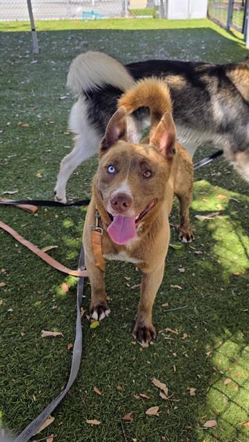 Photo of Cody, adoptable Siberian Husky in Downey, California