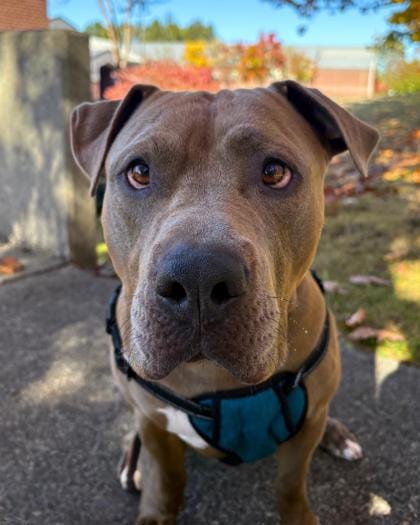 Photo of Waldo, adoptable Terrier, American Pit Bull/Mix in Auburn, Washington