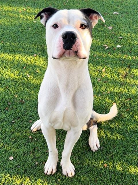 Photo of Moomoo, adoptable Pit Bull Terrier in Baldwin Park, California