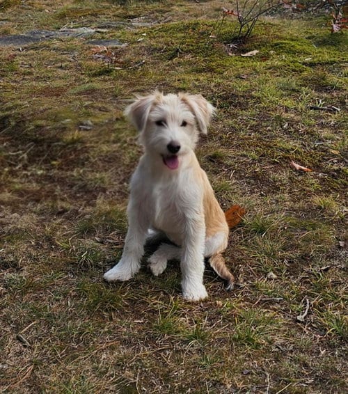 Photo of Sadie - meet me Saturday, adoptable Terrier in Croydon, New Hampshire