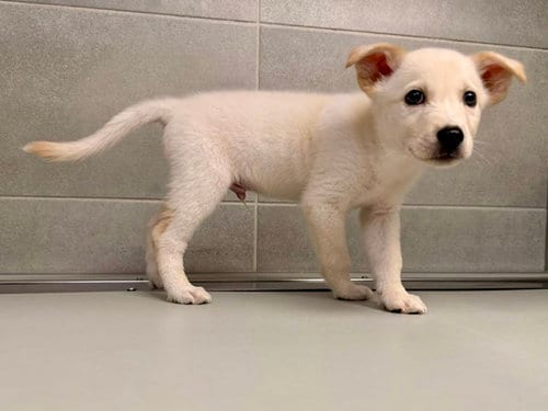 Photo of Krypto, adoptable Siberian Husky in Garland, Texas