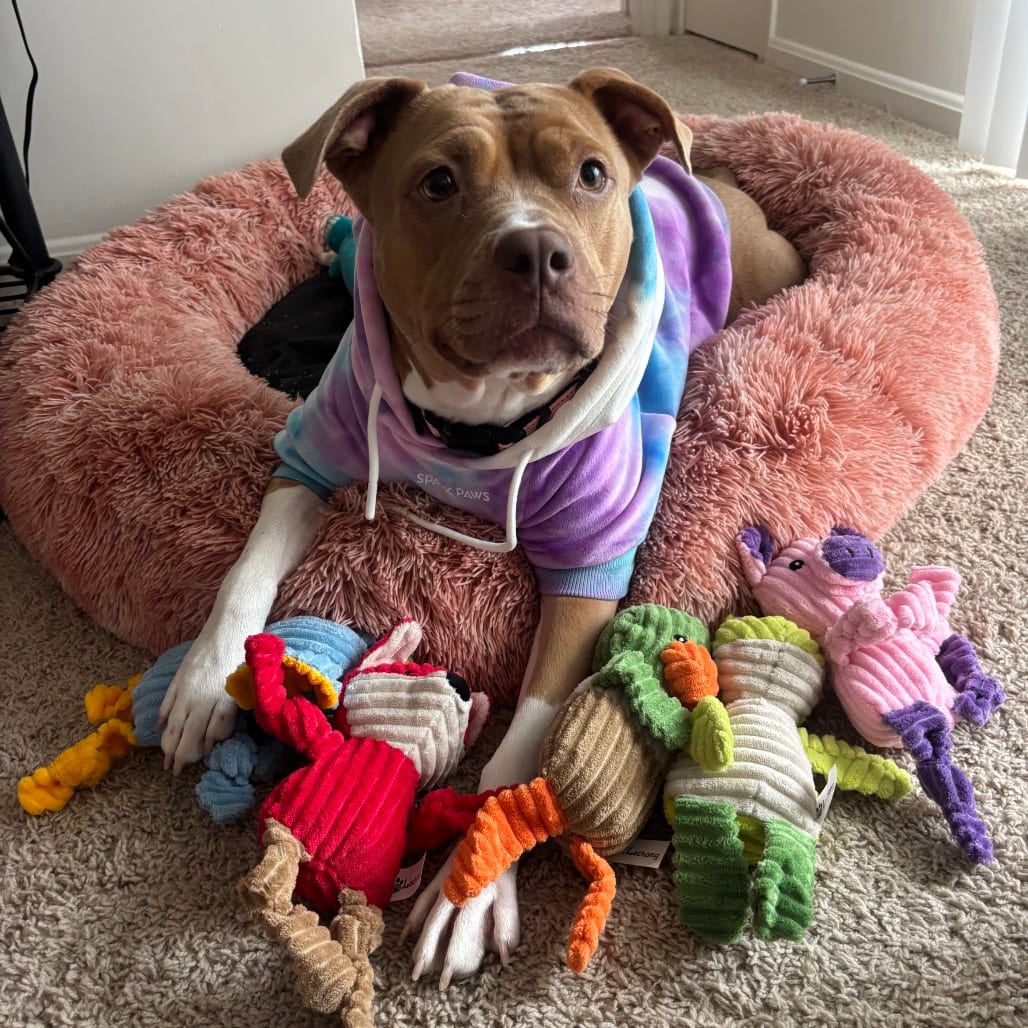 Photo of Cocoa, adoptable Terrier, Pit Bull in York, Pennsylvania