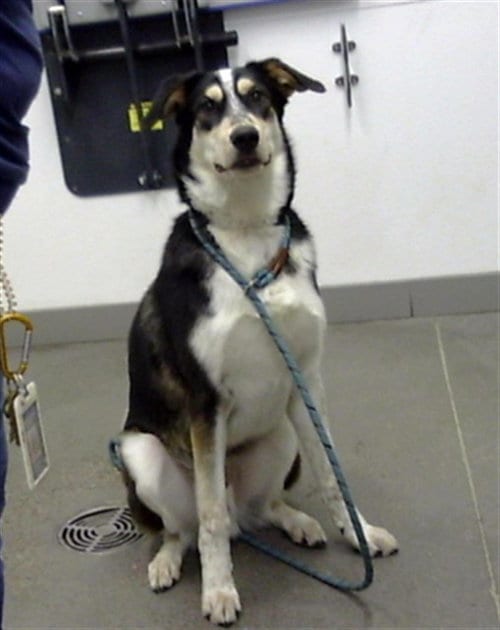 Photo of Novi, adoptable Siberian Husky in Mesa, Arizona