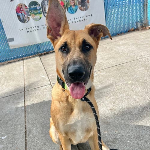 Photo of Tempo, adoptable Shepherd in Oakland, California