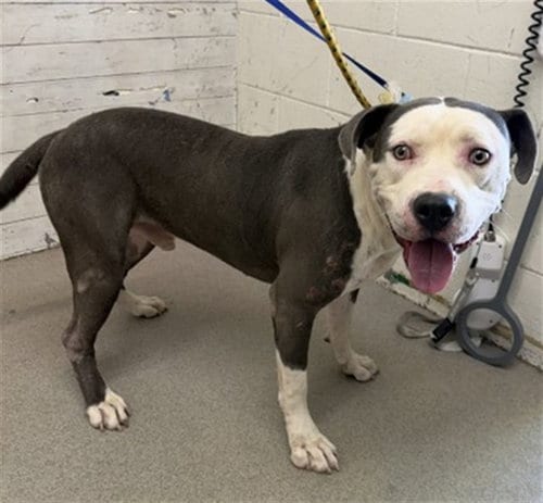 Photo of Trapper, adoptable Pit Bull Terrier in San Bernardino, California