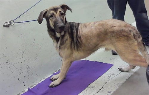 Photo of Hawthorn, adoptable German Shepherd Dog in Houston, Texas
