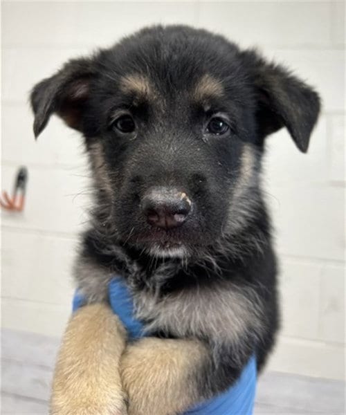 Photo of Ozzy, adoptable German Shepherd Dog in San Bernardino, California