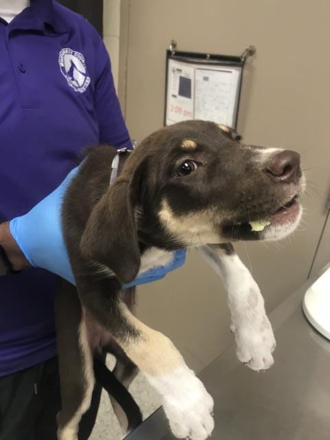 Photo of A432992, adoptable Labrador Retriever in Conroe, Texas