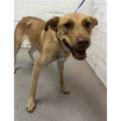 Photo of Hazel, adoptable German Shepherd Dog in San Bernardino, California