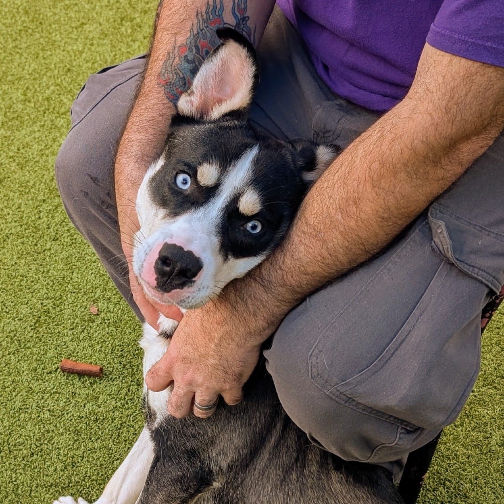 Photo of Elwood, adoptable Husky / Terrier, Pit Bull in Greensboro, North Carolina