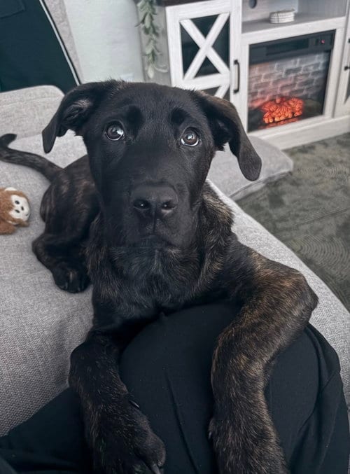 Photo of Max, adoptable Dutch Shepherd in San Diego, California