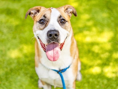 Photo of Barbara Jean, adoptable Siberian Husky in San Jose, California