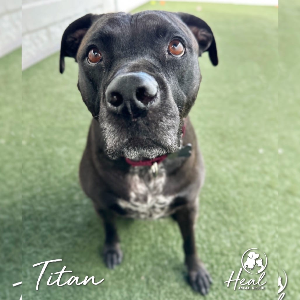 Photo of Titan, adoptable Terrier, Pit Bull in Youngwood, Pennsylvania