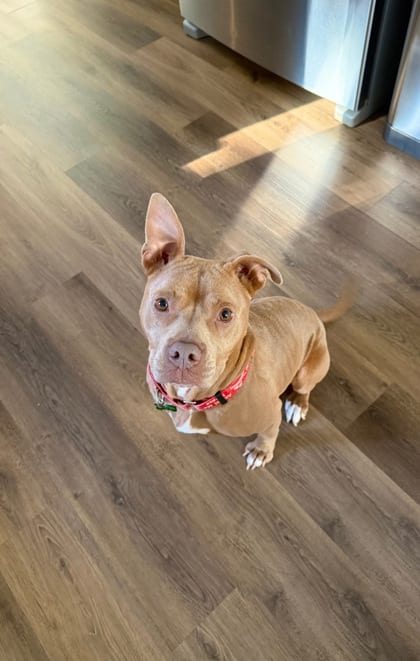 Photo of Houdini, adoptable dog in Atlanta, Georgia