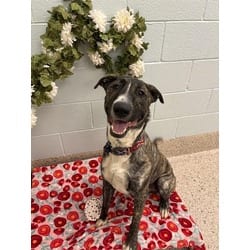 Photo of Lebron, adoptable Bull Terrier in Brighton, Colorado