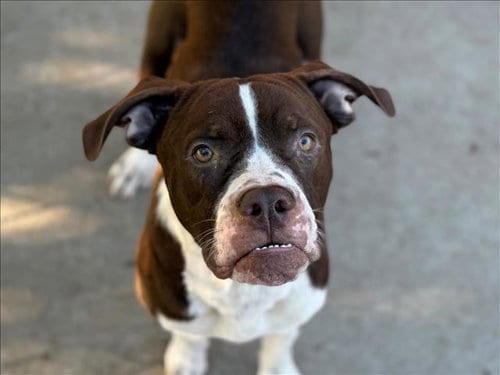 Photo of Remmie, adoptable Pit Bull Terrier in Tulsa, Oklahoma